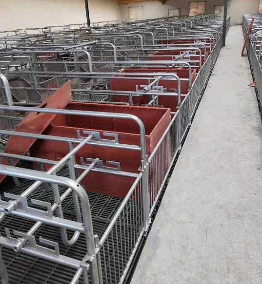 Оросяване на щайга във ферма 3 Farrowing crate in farm 3