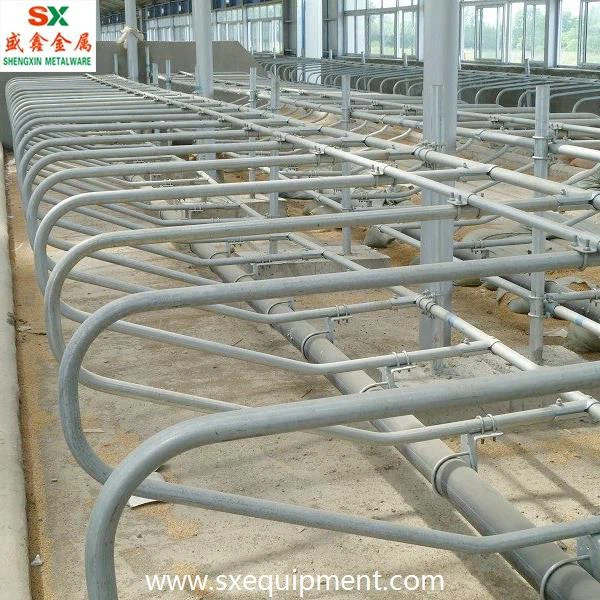 Cattle Free Stall