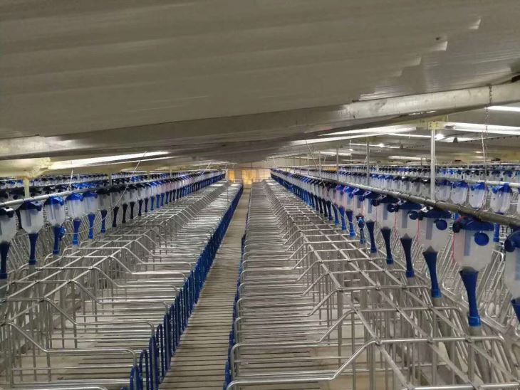 Hot Galvanized Pig Gestation Crates